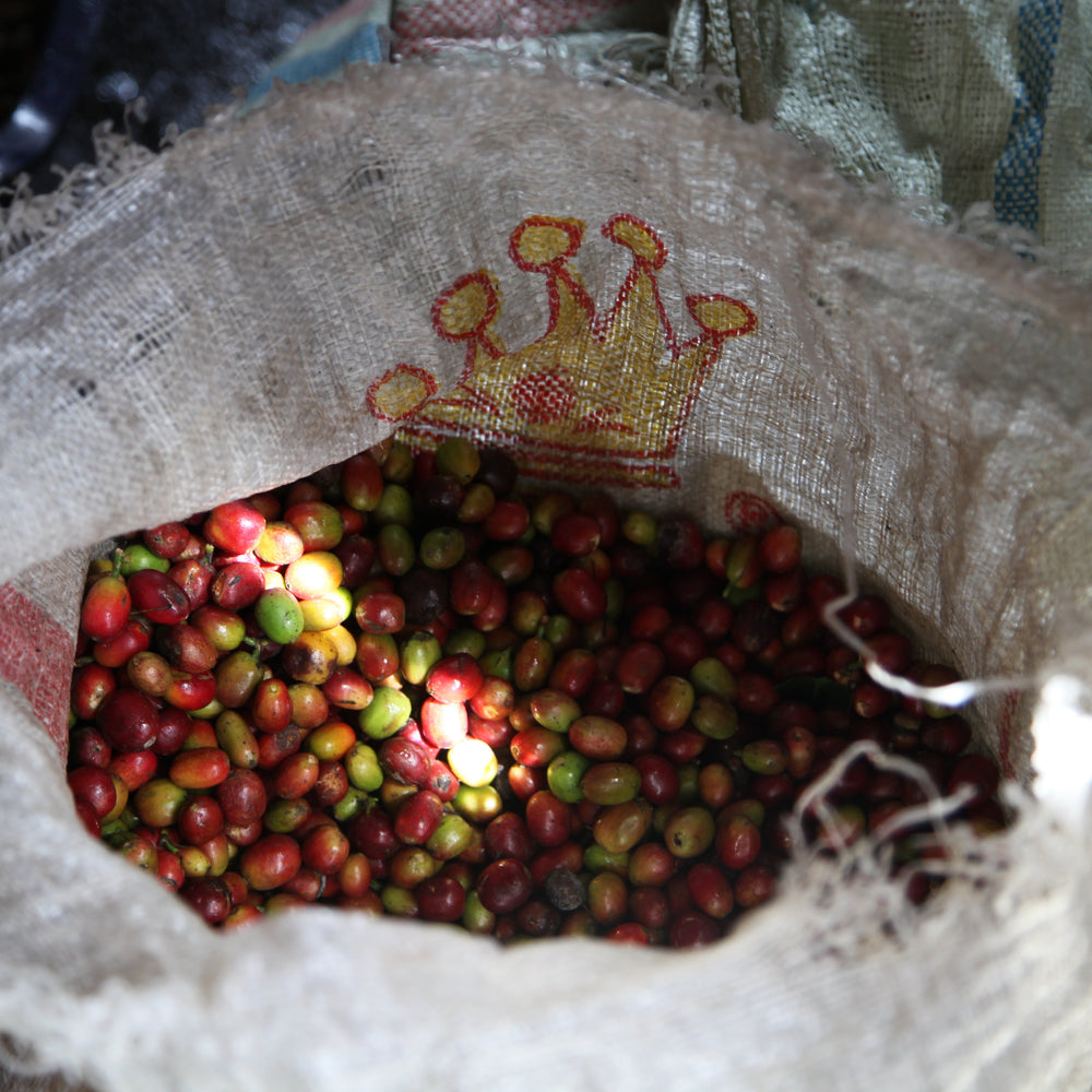 Volcan gayo