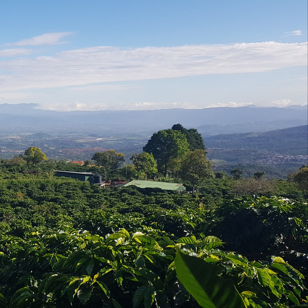 Pura Vida
