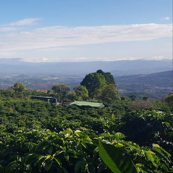 Pura Vida