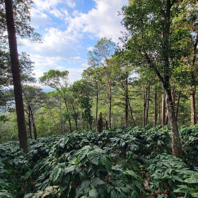 Salvador à la Voile